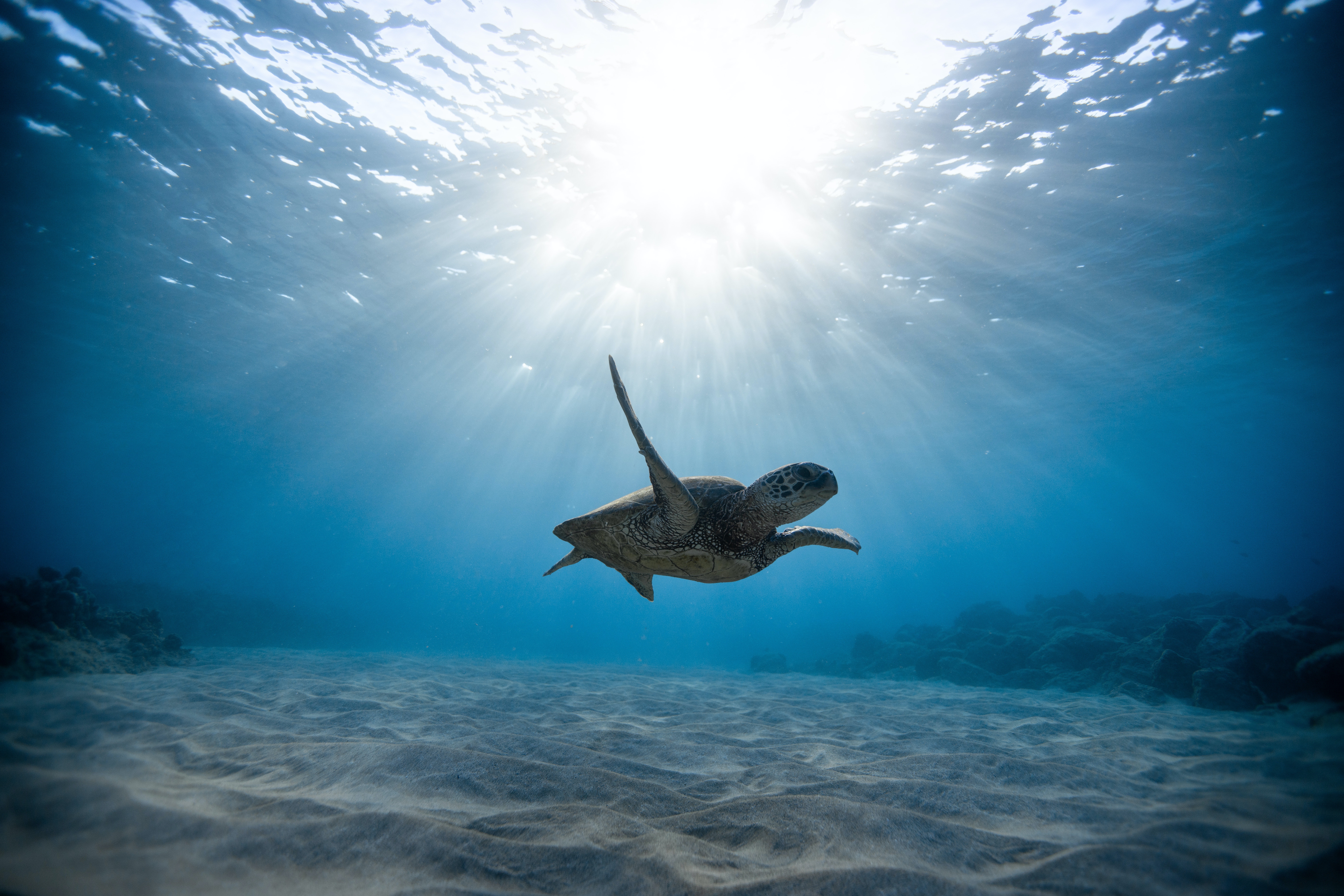 turtle3