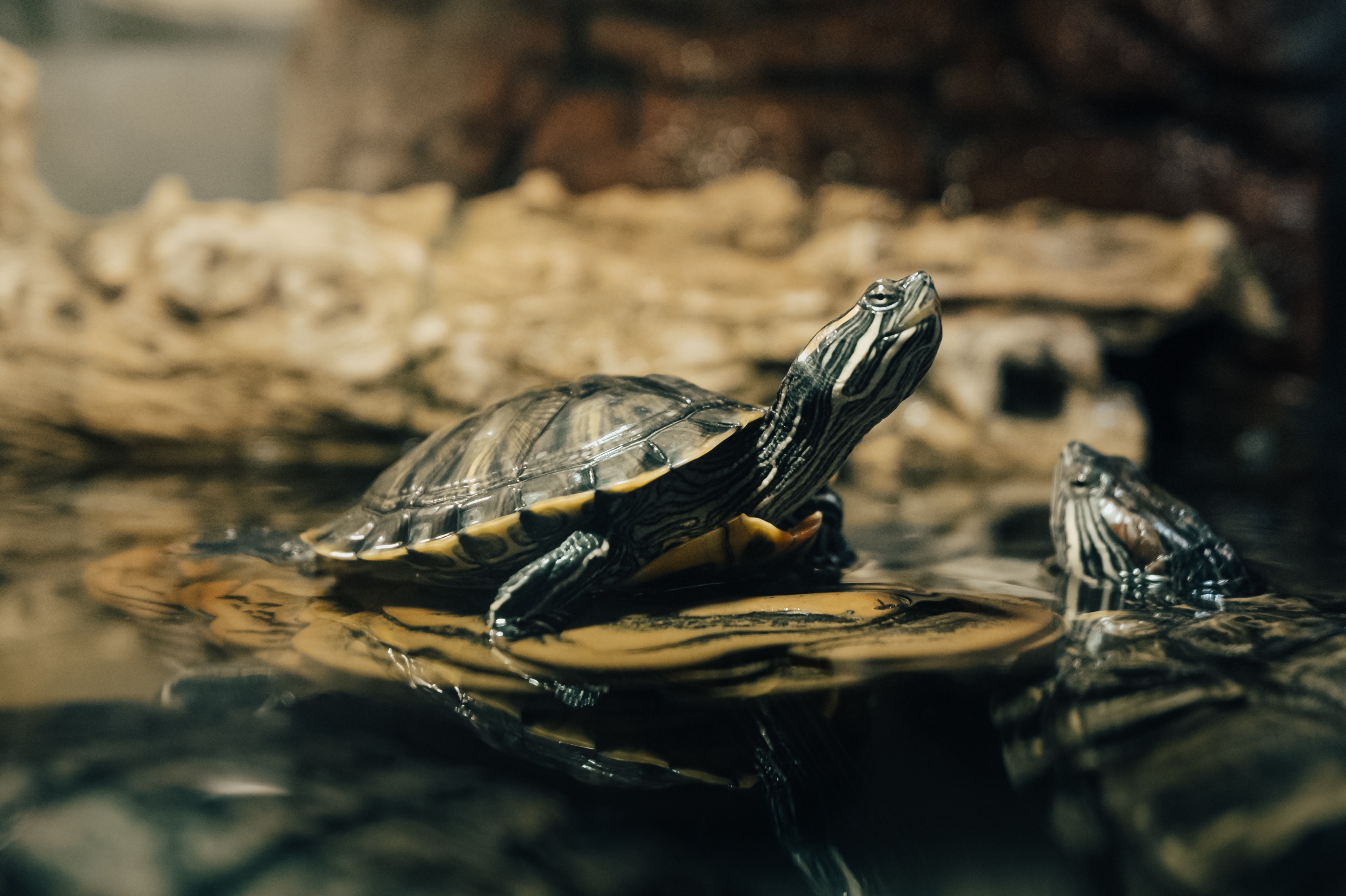 turtle3