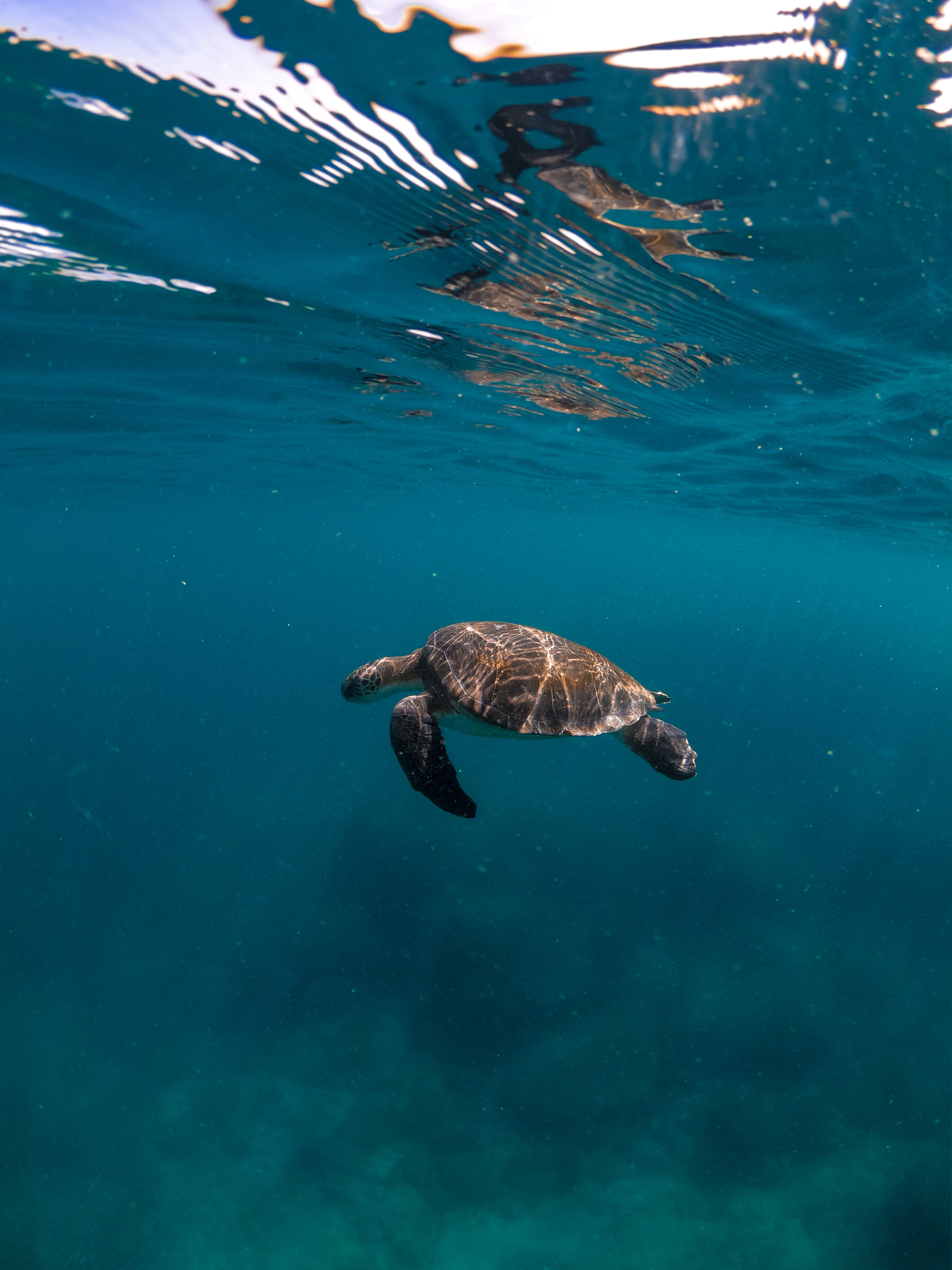 turtle1